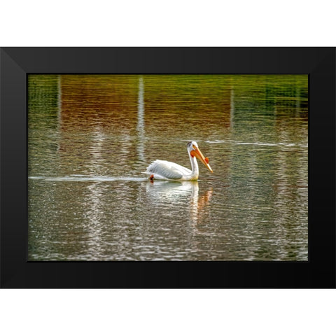 USA-Colorado-Windsor American white pelican swimming in pond Black Modern Wood Framed Art Print by Jaynes Gallery