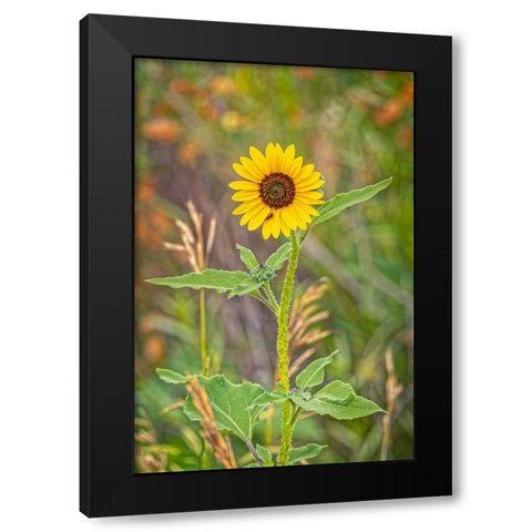 USA-Colorado-Windsor Close-up of sunflower Black Modern Wood Framed Art Print with Double Matting by Jaynes Gallery