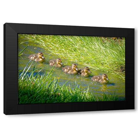 USA-Colorado-Fort Collins Mallard ducklings swimming in stream Black Modern Wood Framed Art Print by Jaynes Gallery