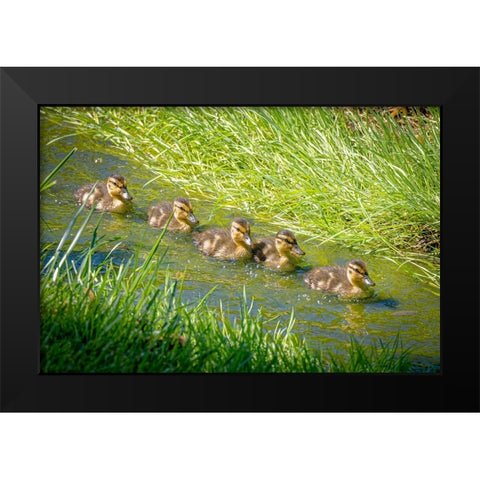 USA-Colorado-Fort Collins Mallard ducklings swimming in stream Black Modern Wood Framed Art Print by Jaynes Gallery