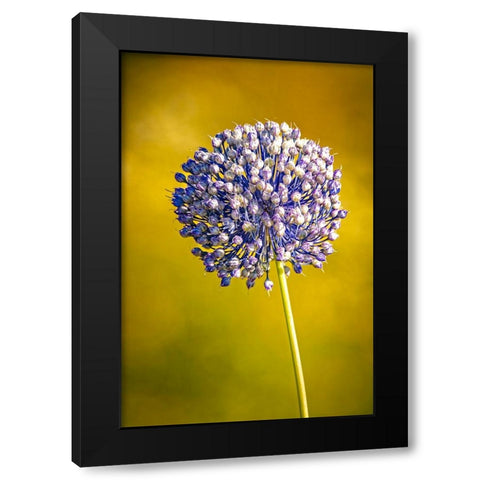 USA-Colorado-Fort Collins Blue allium flower Black Modern Wood Framed Art Print with Double Matting by Jaynes Gallery