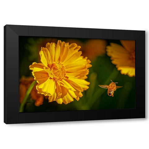 USA-Colorado-Fort Collins Honey bee flying near yellow flower Black Modern Wood Framed Art Print with Double Matting by Jaynes Gallery