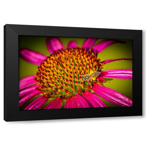 USA-Colorado-Fort Collins Honey bee on echinacea flower Black Modern Wood Framed Art Print by Jaynes Gallery