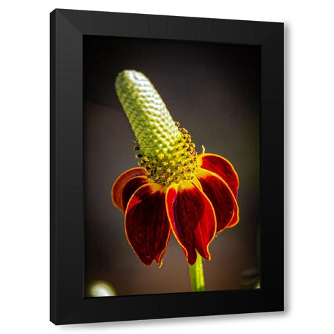 USA-Colorado-Fort Collins Prairie coneflower close-up Black Modern Wood Framed Art Print with Double Matting by Jaynes Gallery