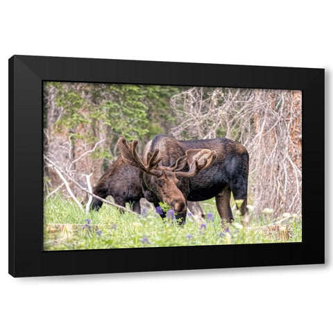 USA-Colorado-Cameron Pass Shiras moose male and female grazing Black Modern Wood Framed Art Print by Jaynes Gallery