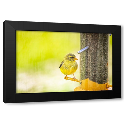 USA-Colorado-Fort Collins Young male American goldfinch Black Modern Wood Framed Art Print by Jaynes Gallery