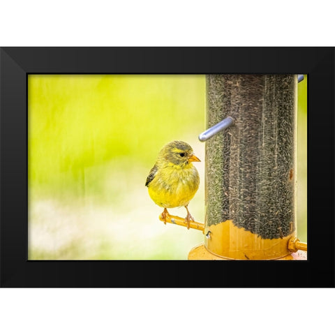 USA-Colorado-Fort Collins Young male American goldfinch Black Modern Wood Framed Art Print by Jaynes Gallery