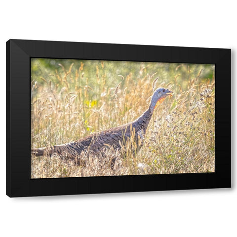 USA-Colorado-Fort Collins Merriam wild turkey in grassy field Black Modern Wood Framed Art Print with Double Matting by Jaynes Gallery
