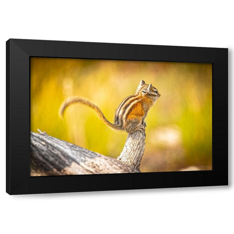 USA-Colorado Least chipmunk on log Black Modern Wood Framed Art Print with Double Matting by Jaynes Gallery