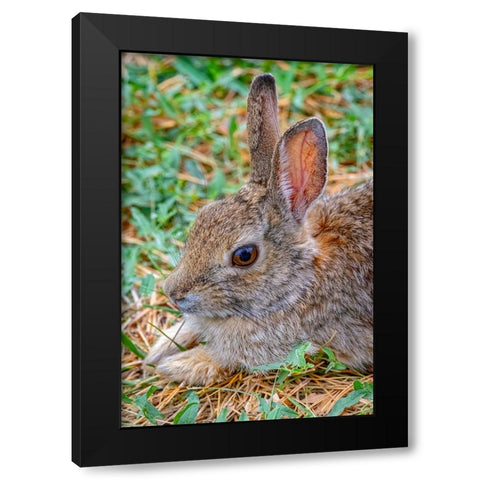 USA-Colorado-Fort Collins Eastern cottontail rabbit close-up Black Modern Wood Framed Art Print with Double Matting by Jaynes Gallery