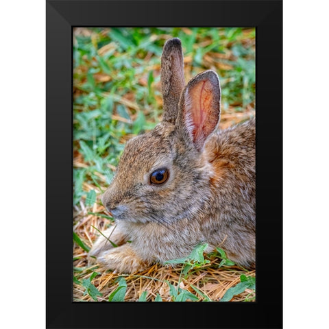 USA-Colorado-Fort Collins Eastern cottontail rabbit close-up Black Modern Wood Framed Art Print by Jaynes Gallery