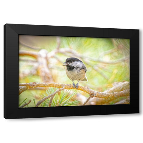 USA-Colorado-Fort Collins Black-capped chickadee on tree limb Black Modern Wood Framed Art Print with Double Matting by Jaynes Gallery