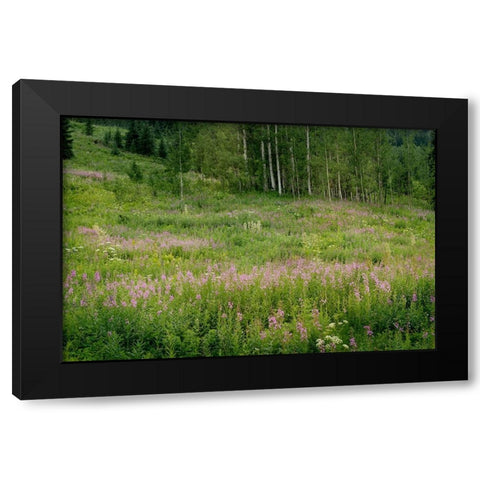 USA-Colorado-Gunnison National Forest Fireweed wildflowers and aspens in meadow Black Modern Wood Framed Art Print with Double Matting by Jaynes Gallery