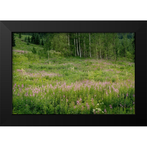 USA-Colorado-Gunnison National Forest Fireweed wildflowers and aspens in meadow Black Modern Wood Framed Art Print by Jaynes Gallery