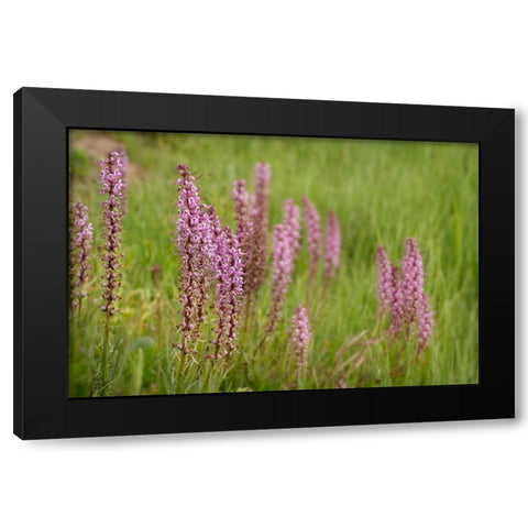 USA-Colorado-Gunnison National Forest Elephant head flowers close-up Black Modern Wood Framed Art Print with Double Matting by Jaynes Gallery