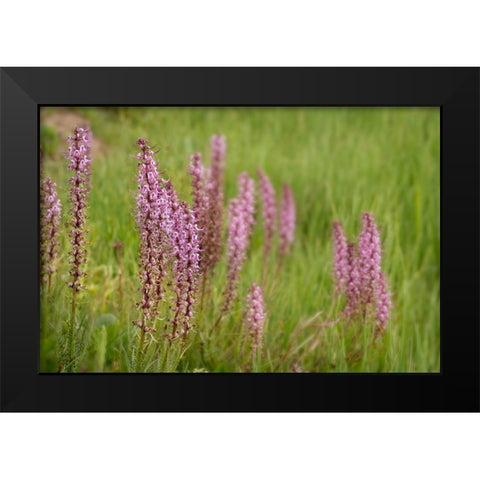 USA-Colorado-Gunnison National Forest Elephant head flowers close-up Black Modern Wood Framed Art Print by Jaynes Gallery