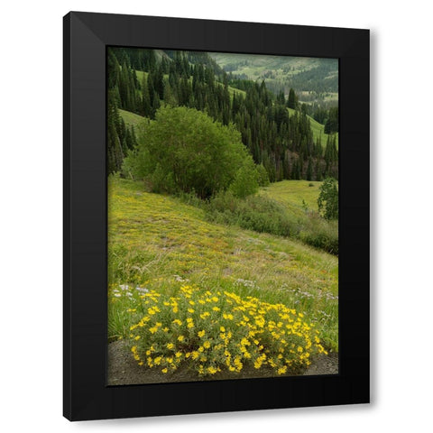 USA-Colorado-Gunnison National Forest Hairy golden aster flowers and mountain landscape Black Modern Wood Framed Art Print with Double Matting by Jaynes Gallery