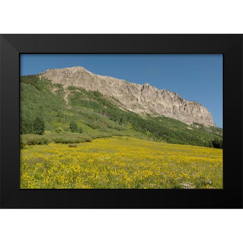 USA-Colorado-Gunnison National Forest Mule-ears flowers in field below Gothic Mountain Black Modern Wood Framed Art Print by Jaynes Gallery