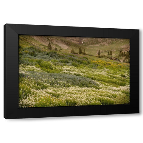 USA-Colorado-American Basin Wildflowers in mountain meadow Black Modern Wood Framed Art Print by Jaynes Gallery