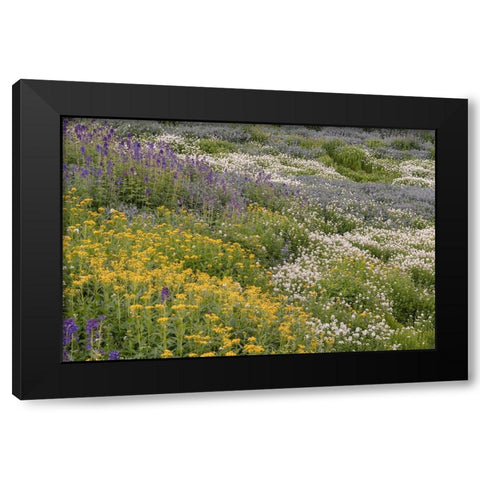 USA-Colorado-American Basin Wildflowers in mountain meadow Black Modern Wood Framed Art Print by Jaynes Gallery