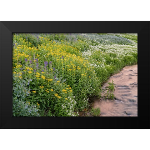 USA-Colorado Mountain wildflowers and stream Black Modern Wood Framed Art Print by Jaynes Gallery
