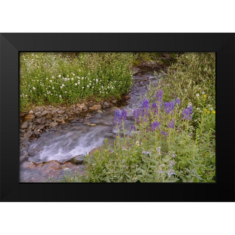 USA-Colorado Mountain wildflowers and stream Black Modern Wood Framed Art Print by Jaynes Gallery
