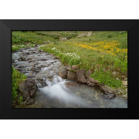 USA-Colorado Mountain wildflowers and stream Black Modern Wood Framed Art Print by Jaynes Gallery