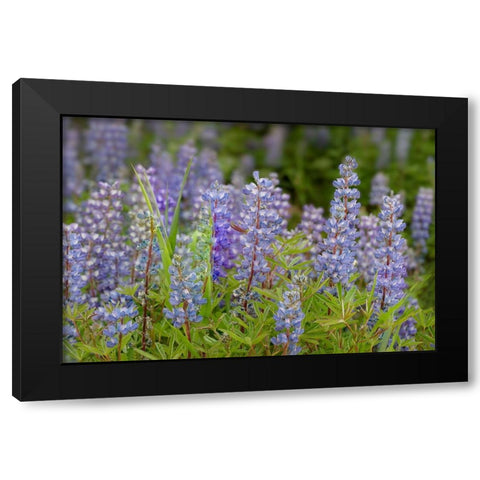 USA-Colorado-Gunnison National Forest Lupine flowers in San Juan Mountains Black Modern Wood Framed Art Print by Jaynes Gallery