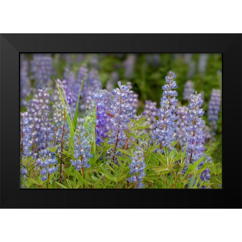 USA-Colorado-Gunnison National Forest Lupine flowers in San Juan Mountains Black Modern Wood Framed Art Print by Jaynes Gallery