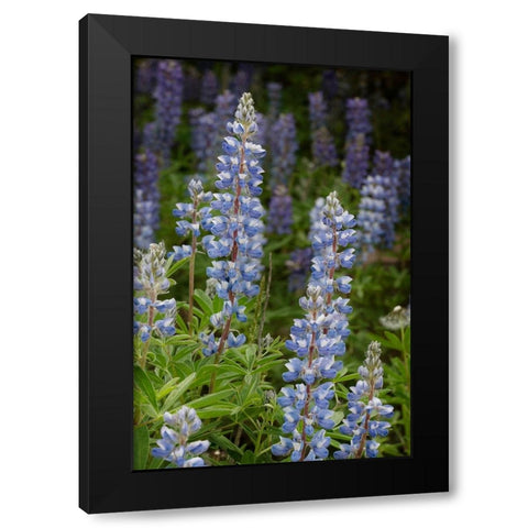 USA-Colorado-Gunnison National Forest Lupine flowers in San Juan Mountains Black Modern Wood Framed Art Print with Double Matting by Jaynes Gallery