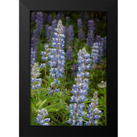 USA-Colorado-Gunnison National Forest Lupine flowers in San Juan Mountains Black Modern Wood Framed Art Print by Jaynes Gallery