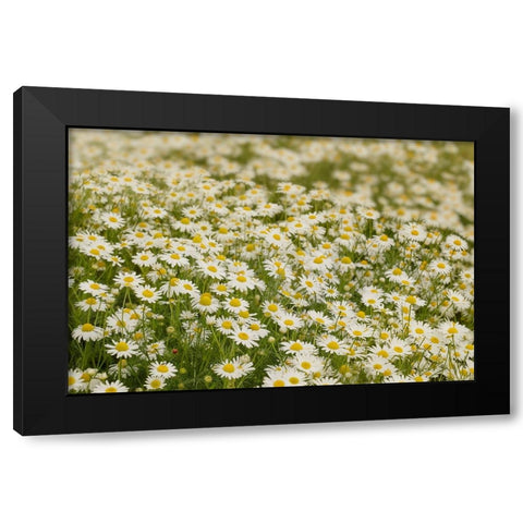 USA-Colorado Wild chamomile flowers in a mountain meadow Black Modern Wood Framed Art Print by Jaynes Gallery