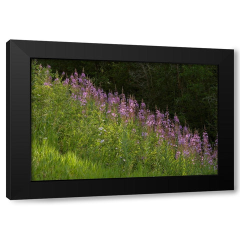 USA-Colorado-Gunnison National Forest Fireweed flowers Black Modern Wood Framed Art Print with Double Matting by Jaynes Gallery
