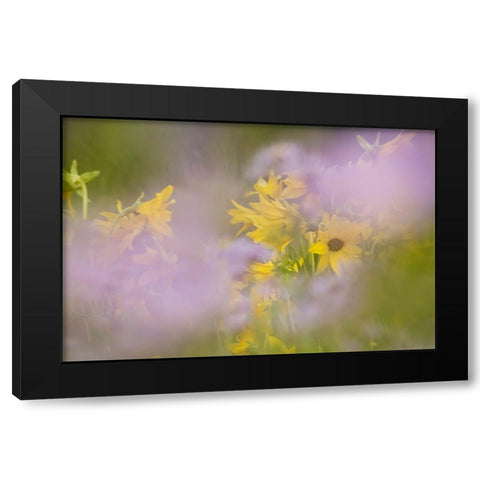 USA-Colorado-Gunnison National Forest Mule-ears and aster flowers abstract Black Modern Wood Framed Art Print by Jaynes Gallery