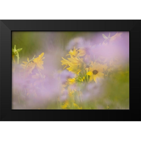 USA-Colorado-Gunnison National Forest Mule-ears and aster flowers abstract Black Modern Wood Framed Art Print by Jaynes Gallery