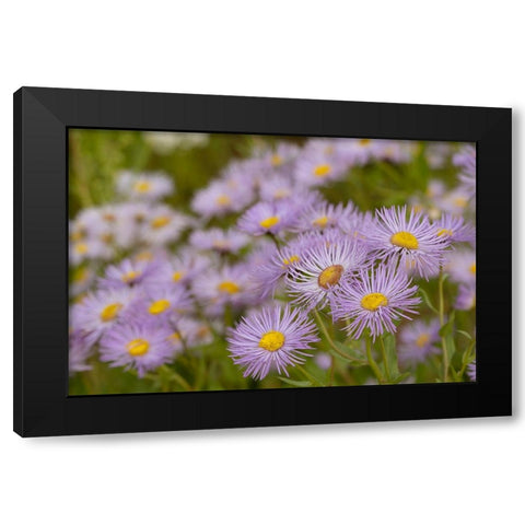 USA-Colorado-Gunnison National Forest Showy daisy flowers close-up Black Modern Wood Framed Art Print with Double Matting by Jaynes Gallery