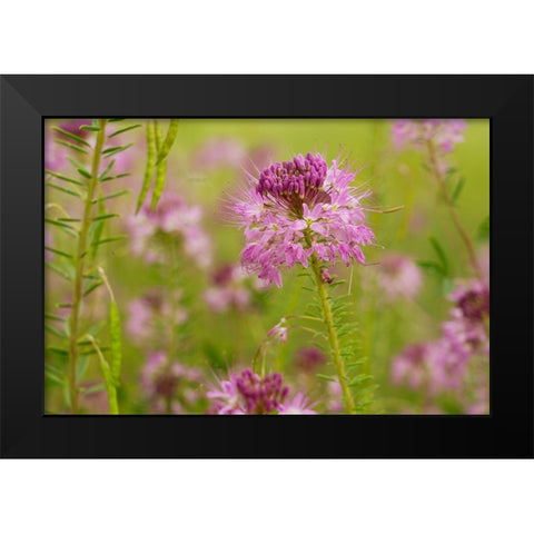 USA-Colorado Rocky Mountain bee plant close-up Black Modern Wood Framed Art Print by Jaynes Gallery