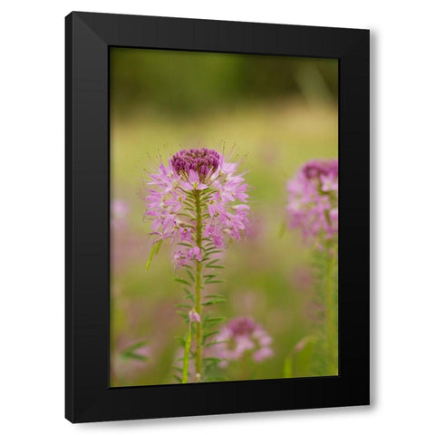 USA-Colorado Rocky Mountain bee plant close-up Black Modern Wood Framed Art Print with Double Matting by Jaynes Gallery