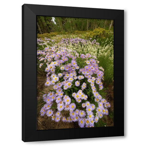 USA-Colorado-San Juan Mountains Wildflowers in meadow Black Modern Wood Framed Art Print with Double Matting by Jaynes Gallery
