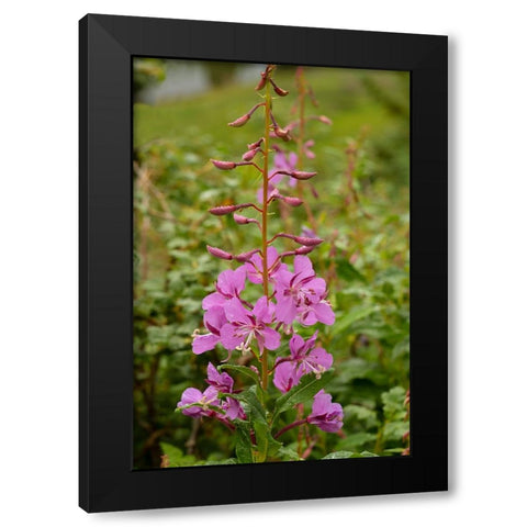 USA-Colorado-Uncompahgre National Forest Fireweed flowers close-up Black Modern Wood Framed Art Print by Jaynes Gallery