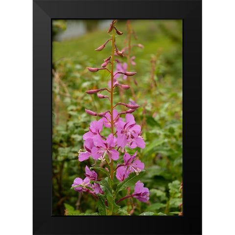 USA-Colorado-Uncompahgre National Forest Fireweed flowers close-up Black Modern Wood Framed Art Print by Jaynes Gallery