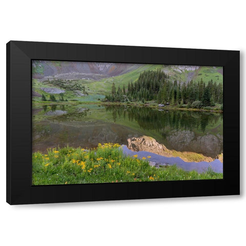 USA-Colorado-Uncompahgre National Forest Mountain wildflowers and pond landscape Black Modern Wood Framed Art Print by Jaynes Gallery