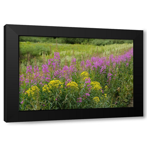USA-Colorado-Gunnison National Forest Springtime meadow with wildflowers Black Modern Wood Framed Art Print by Jaynes Gallery