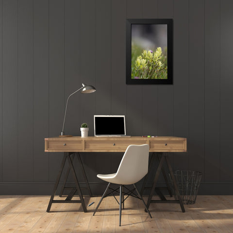 USA-Colorado-Gunnison National Forest Yellow paintbrush flowers close-up Black Modern Wood Framed Art Print by Jaynes Gallery