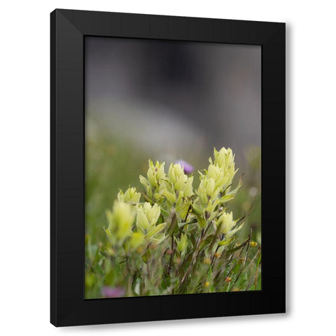 USA-Colorado-Gunnison National Forest Yellow paintbrush flowers close-up Black Modern Wood Framed Art Print with Double Matting by Jaynes Gallery