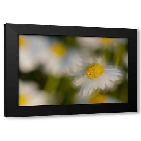 USA-Colorado-Gunnison National Forest Wild chamomile flower abstract Black Modern Wood Framed Art Print by Jaynes Gallery