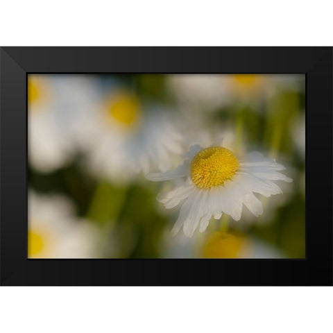 USA-Colorado-Gunnison National Forest Wild chamomile flower abstract Black Modern Wood Framed Art Print by Jaynes Gallery