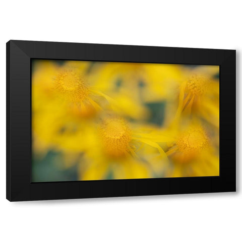USA-Colorado-San Juan Mountains Sneezeweed abstract Black Modern Wood Framed Art Print by Jaynes Gallery