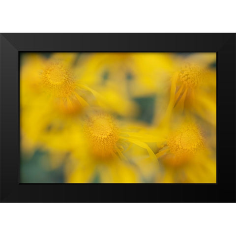 USA-Colorado-San Juan Mountains Sneezeweed abstract Black Modern Wood Framed Art Print by Jaynes Gallery