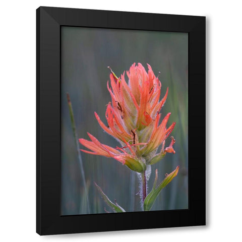 USA-Colorado-Uncompahgre National Forest Indian paintbrush flower close-up Black Modern Wood Framed Art Print by Jaynes Gallery